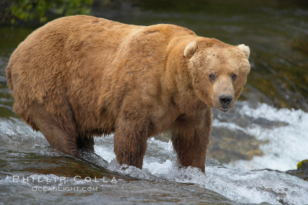 A large, old brown bear (grizzly bear) wades across Brooks River. Coastal and near-coastal brown bears in Alaska can live to 25 years of age, weigh up to 1400 lbs and stand over 9 feet tall. Katmai National Park, USA, Ursus arctos, natural history stock photograph, photo id 17240