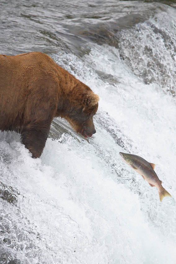 Alaskan brown bear watches a jumping salmon, Brooks Falls. Brooks River, Katmai National Park, USA, Ursus arctos, natural history stock photograph, photo id 17252