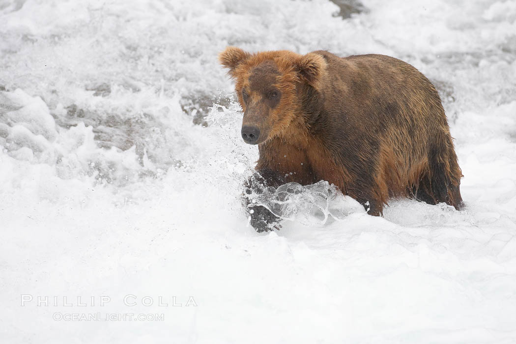 Brown bear (grizzly bear). Brooks River, Katmai National Park, Alaska, USA, Ursus arctos, natural history stock photograph, photo id 17256