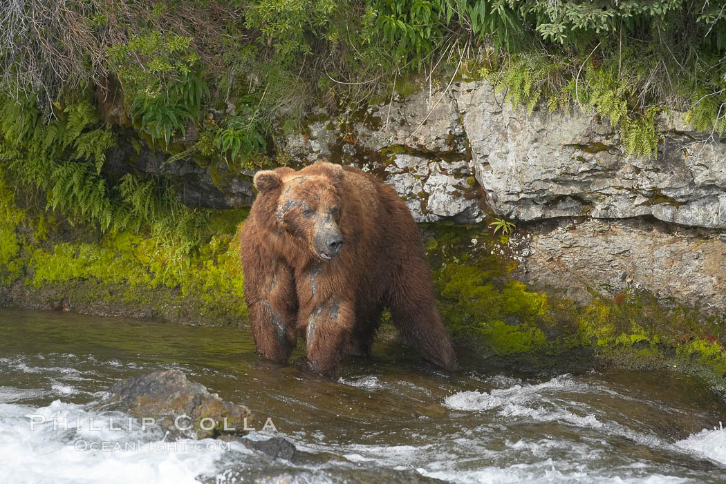 Brown bear (grizzly bear). Brooks River, Katmai National Park, Alaska, USA, Ursus arctos, natural history stock photograph, photo id 17207
