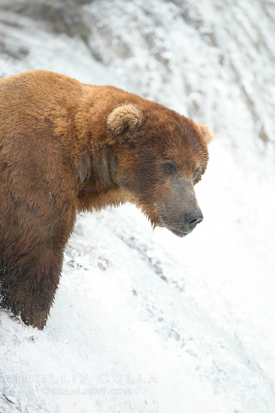 Brown bear (grizzly bear). Brooks River, Katmai National Park, Alaska, USA, Ursus arctos, natural history stock photograph, photo id 17227
