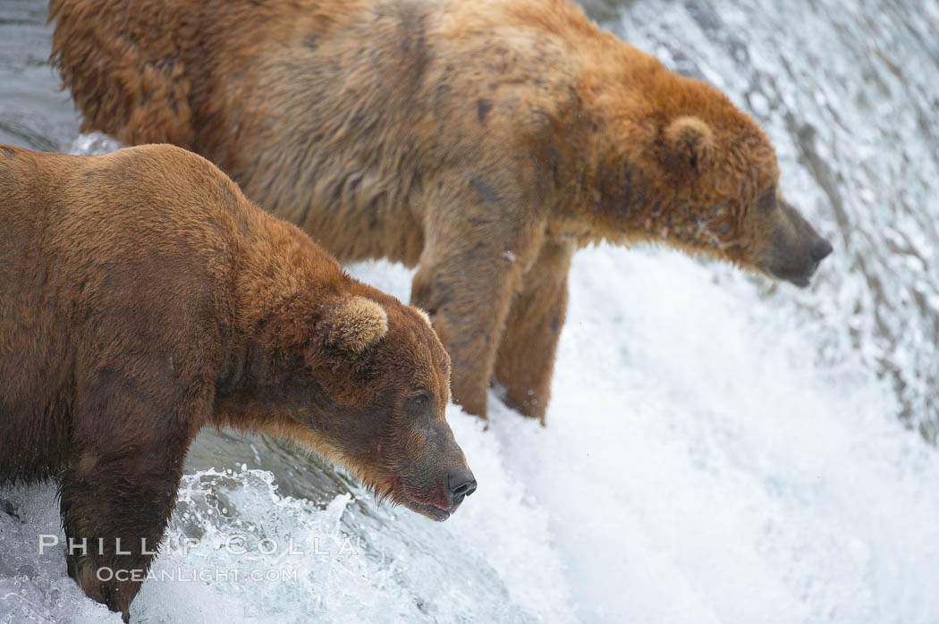 Brown bear (grizzly bear). Brooks River, Katmai National Park, Alaska, USA, Ursus arctos, natural history stock photograph, photo id 17239