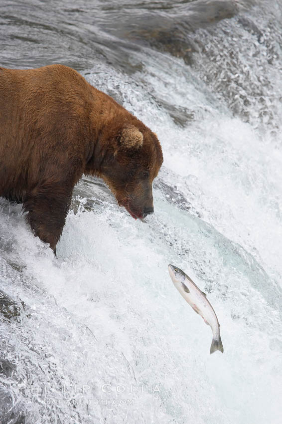 Alaskan brown bear watches a jumping salmon, Brooks Falls. Brooks River, Katmai National Park, USA, Ursus arctos, natural history stock photograph, photo id 17251