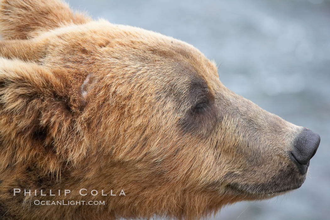 Brown bear head profile. Brooks River, Katmai National Park, Alaska, USA, Ursus arctos, natural history stock photograph, photo id 17259