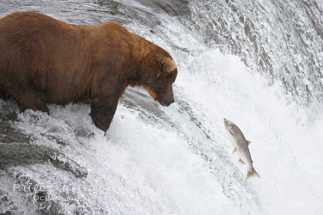 Alaskan brown bear watches a jumping salmon, Brooks Falls. Brooks River, Katmai National Park, USA, Ursus arctos, natural history stock photograph, photo id 17225