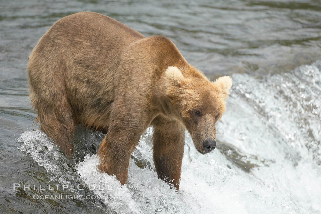 Brown bear (grizzly bear). Brooks River, Katmai National Park, Alaska, USA, Ursus arctos, natural history stock photograph, photo id 17229