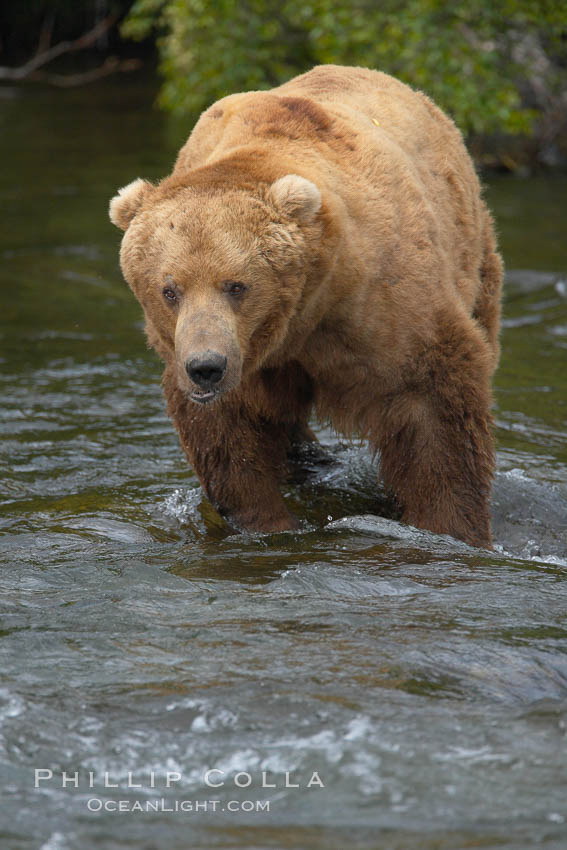 A large, old brown bear (grizzly bear) wades across Brooks River. Coastal and near-coastal brown bears in Alaska can live to 25 years of age, weigh up to 1400 lbs and stand over 9 feet tall. Katmai National Park, USA, Ursus arctos, natural history stock photograph, photo id 17237