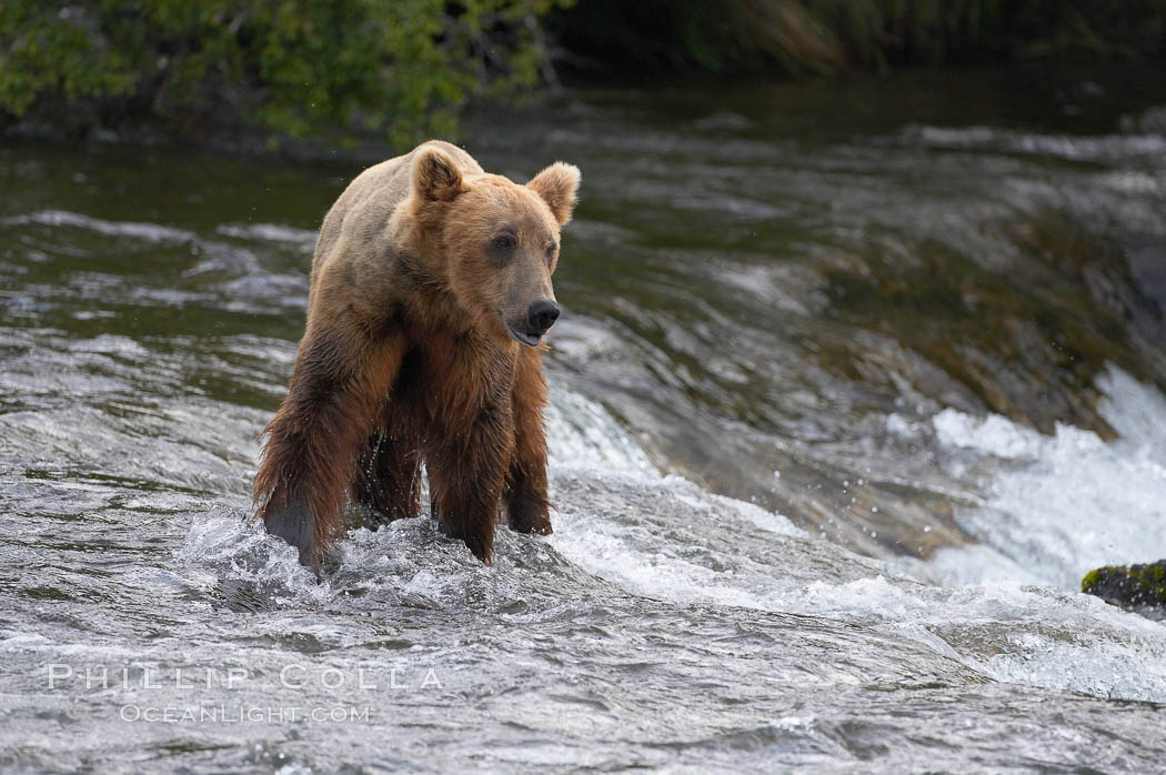 Brown bear (grizzly bear). Brooks River, Katmai National Park, Alaska, USA, Ursus arctos, natural history stock photograph, photo id 17253