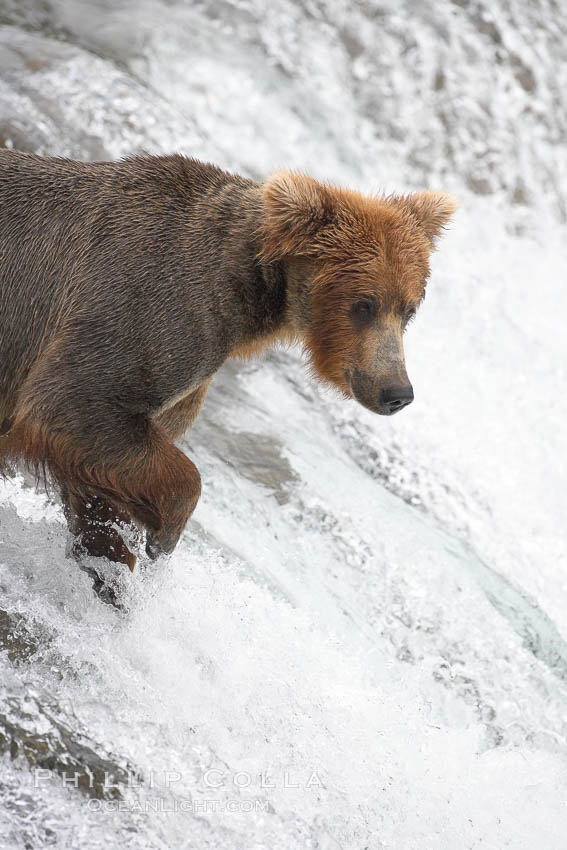 Brown bear (grizzly bear). Brooks River, Katmai National Park, Alaska, USA, Ursus arctos, natural history stock photograph, photo id 17257