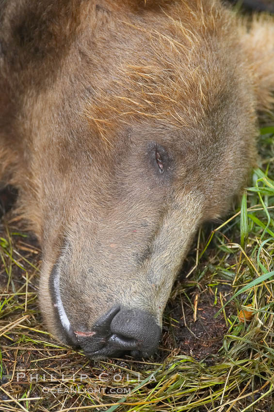 Brown bear sleeping, muzzle. Brooks River, Katmai National Park, Alaska, USA, Ursus arctos, natural history stock photograph, photo id 17261