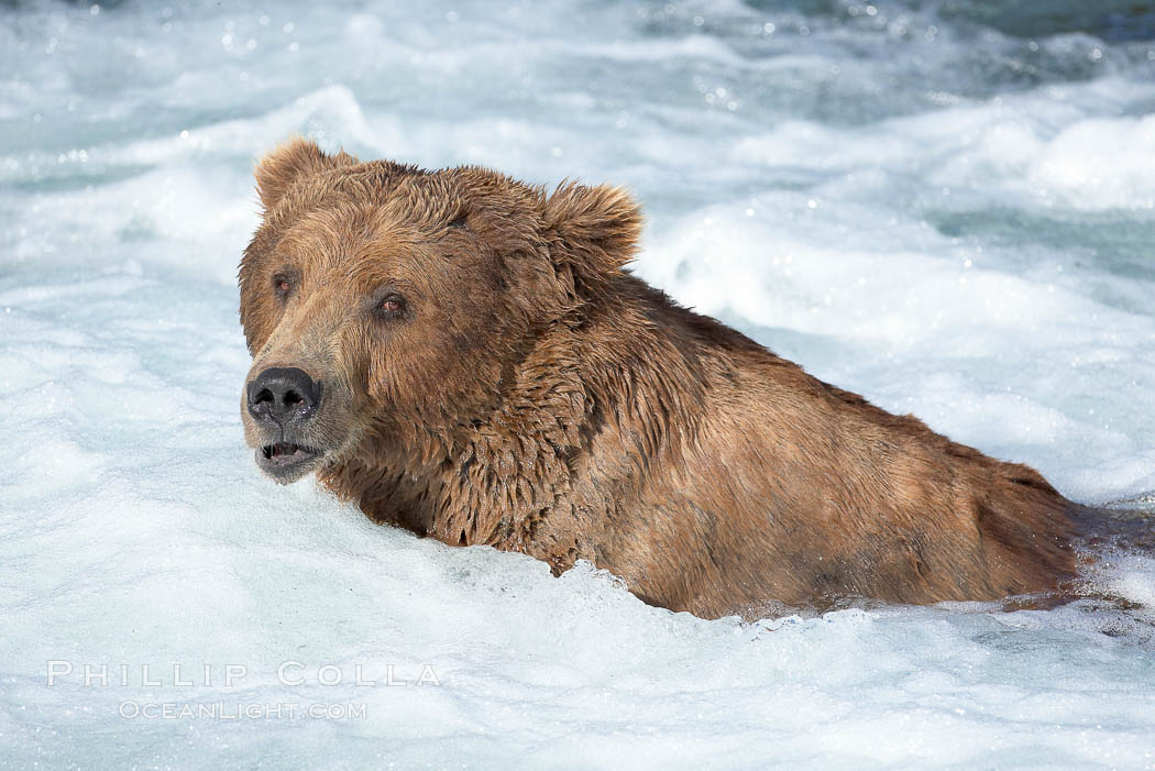 Brown bear (grizzly bear). Brooks River, Katmai National Park, Alaska, USA, Ursus arctos, natural history stock photograph, photo id 17074
