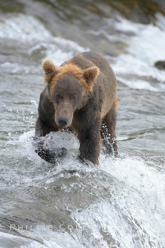 Brown bear (grizzly bear). Brooks River, Katmai National Park, Alaska, USA, Ursus arctos, natural history stock photograph, photo id 17078