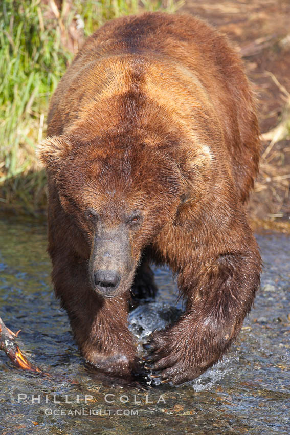 Brown bear (grizzly bear). Brooks River, Katmai National Park, Alaska, USA, Ursus arctos, natural history stock photograph, photo id 17094