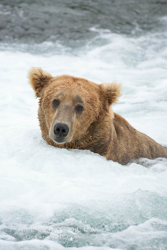 Brown bear (grizzly bear). Brooks River, Katmai National Park, Alaska, USA, Ursus arctos, natural history stock photograph, photo id 17076