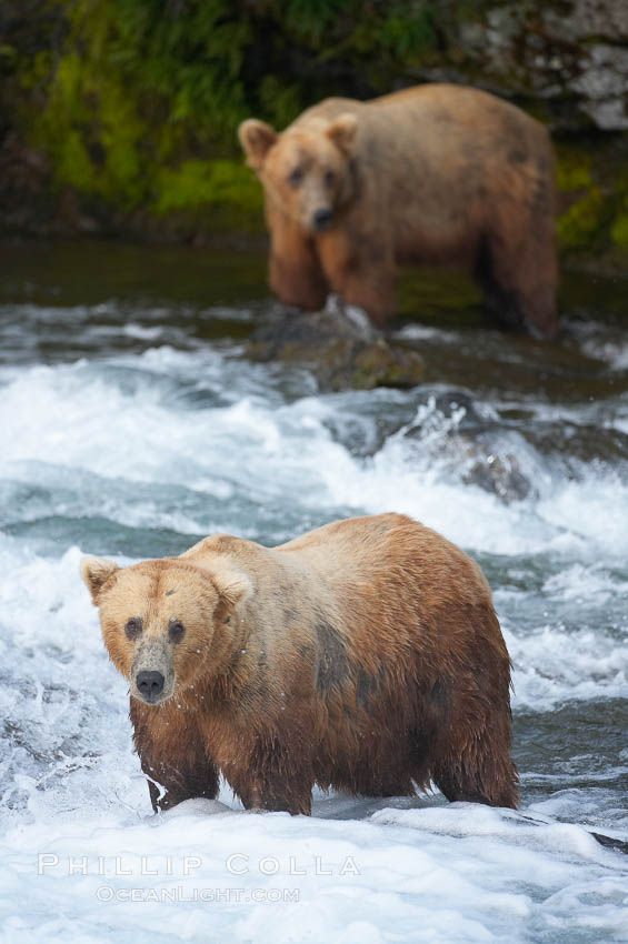 A large, old brown bear (grizzly bear) wades across Brooks River. Coastal and near-coastal brown bears in Alaska can live to 25 years of age, weigh up to 1400 lbs and stand over 9 feet tall. Katmai National Park, USA, Ursus arctos, natural history stock photograph, photo id 17080