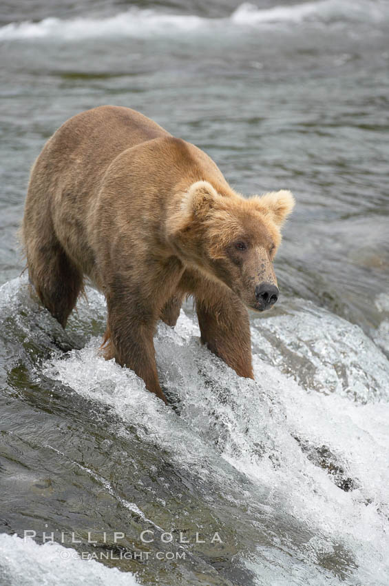 Brown bear (grizzly bear). Brooks River, Katmai National Park, Alaska, USA, Ursus arctos, natural history stock photograph, photo id 17084
