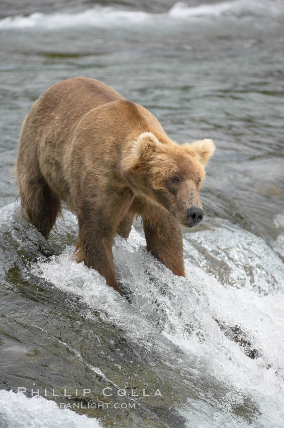 Brown bear (grizzly bear). Brooks River, Katmai National Park, Alaska, USA, Ursus arctos, natural history stock photograph, photo id 17084