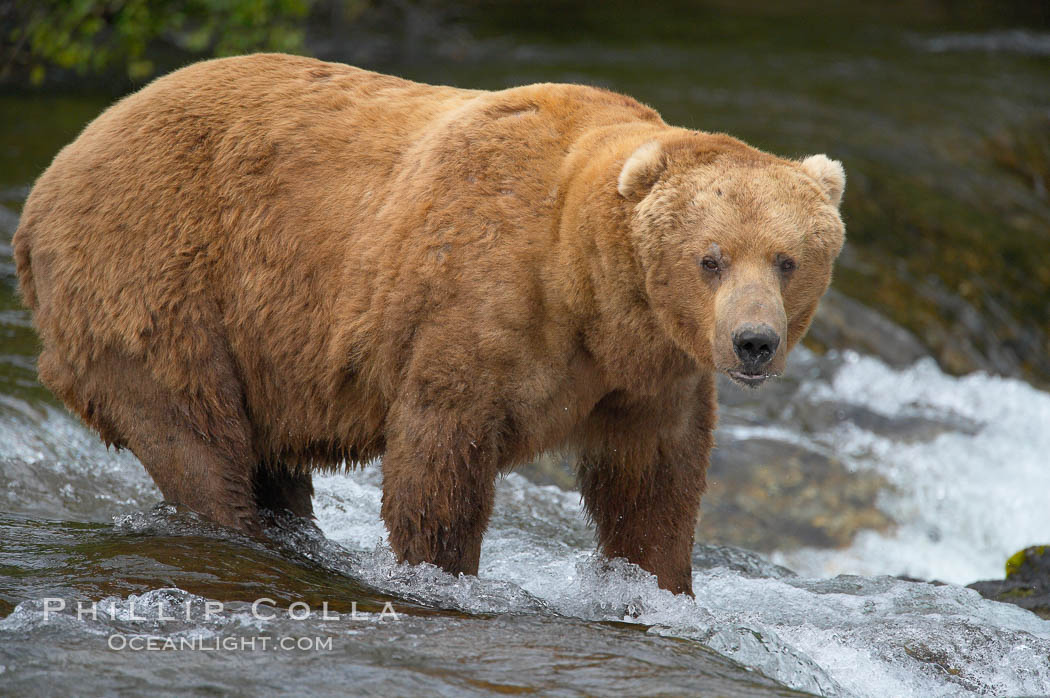 A large, old brown bear (grizzly bear) wades across Brooks River. Coastal and near-coastal brown bears in Alaska can live to 25 years of age, weigh up to 1400 lbs and stand over 9 feet tall. Katmai National Park, USA, Ursus arctos, natural history stock photograph, photo id 17092