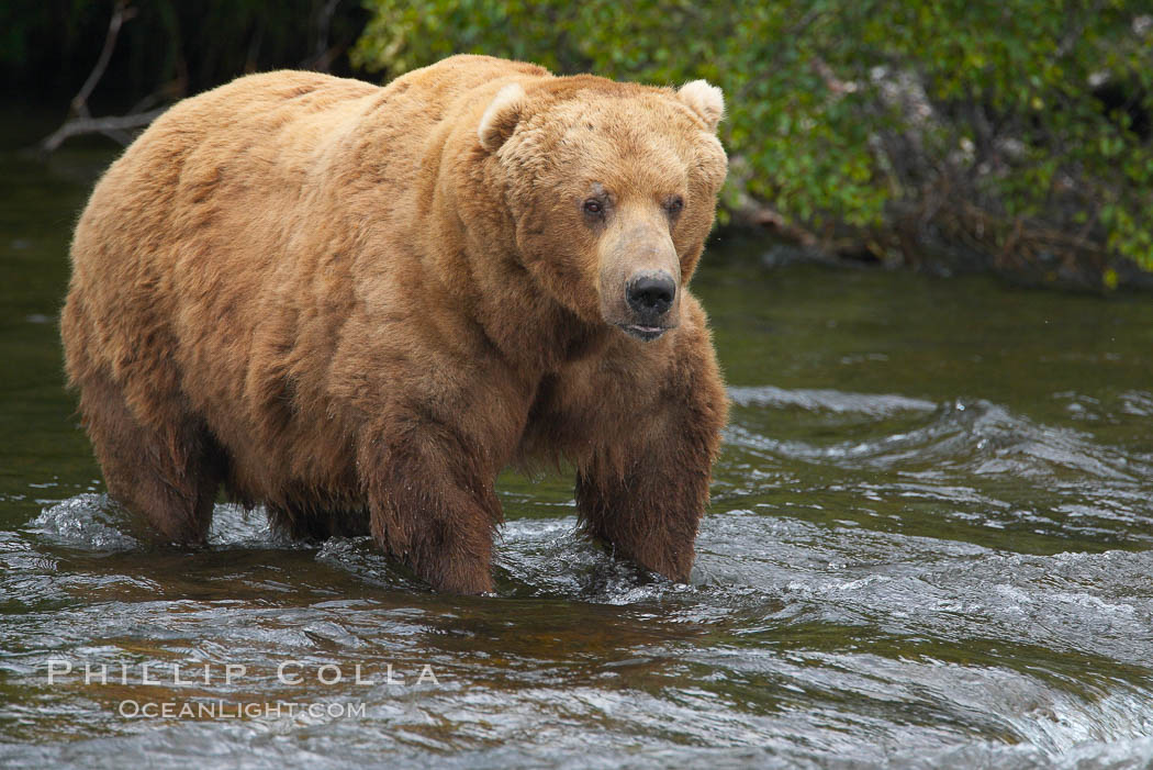 A large, old brown bear (grizzly bear) wades across Brooks River. Coastal and near-coastal brown bears in Alaska can live to 25 years of age, weigh up to 1400 lbs and stand over 9 feet tall. Katmai National Park, USA, Ursus arctos, natural history stock photograph, photo id 17096