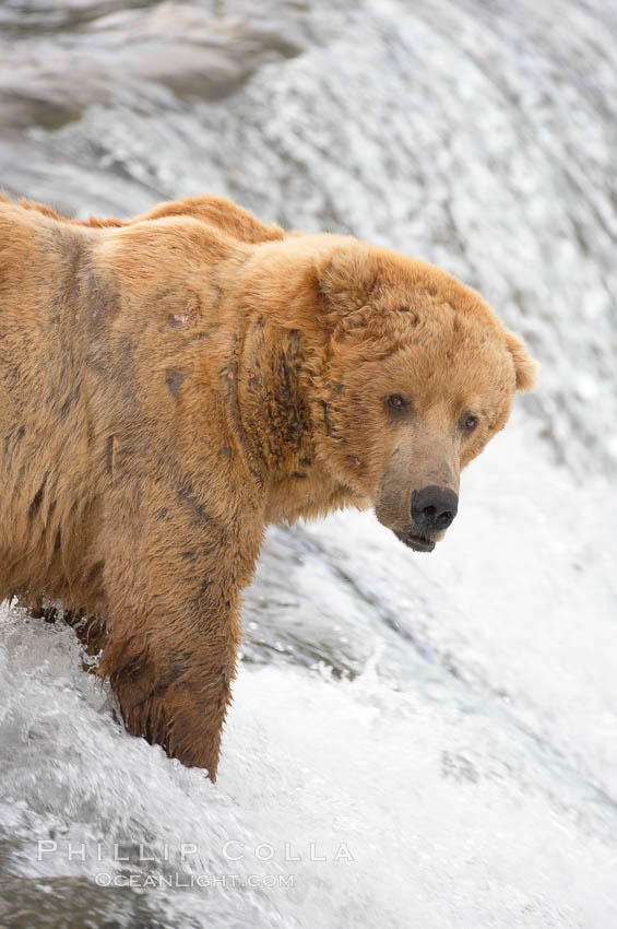 A large, old brown bear (grizzly bear) wades across Brooks River. Coastal and near-coastal brown bears in Alaska can live to 25 years of age, weigh up to 1400 lbs and stand over 9 feet tall. Katmai National Park, USA, Ursus arctos, natural history stock photograph, photo id 17083