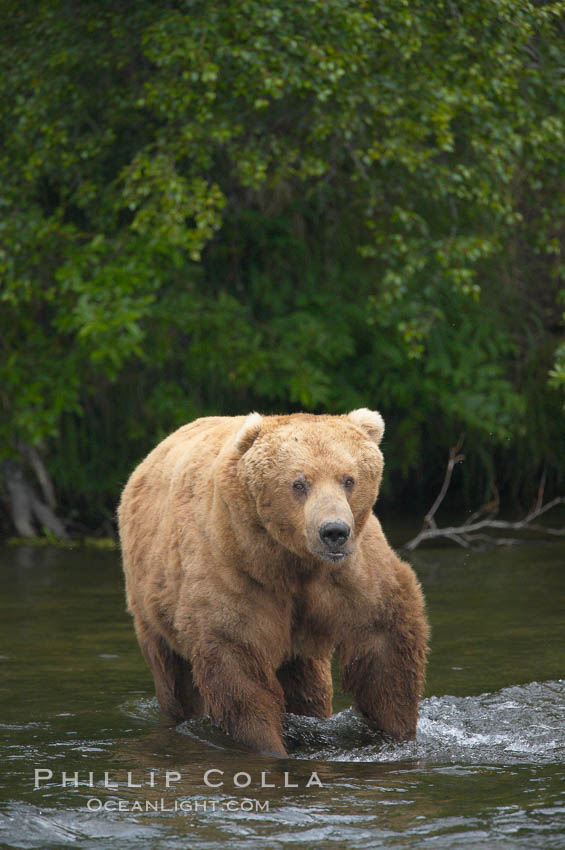 A large, old brown bear (grizzly bear) wades across Brooks River. Coastal and near-coastal brown bears in Alaska can live to 25 years of age, weigh up to 1400 lbs and stand over 9 feet tall. Katmai National Park, USA, Ursus arctos, natural history stock photograph, photo id 17095