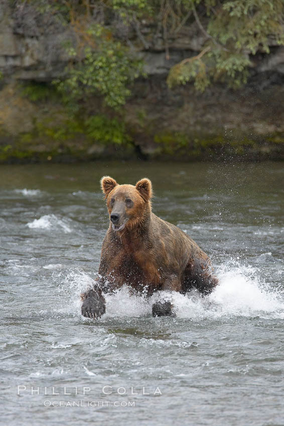 Brown bear (grizzly bear). Brooks River, Katmai National Park, Alaska, USA, Ursus arctos, natural history stock photograph, photo id 17077