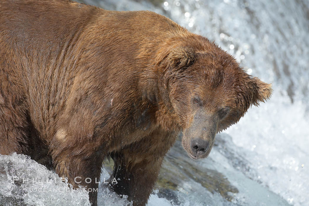 A large, old brown bear (grizzly bear) wades across Brooks River. Coastal and near-coastal brown bears in Alaska can live to 25 years of age, weigh up to 1400 lbs and stand over 9 feet tall. Katmai National Park, USA, Ursus arctos, natural history stock photograph, photo id 17085