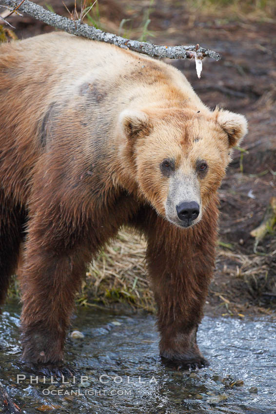 Brown bear (grizzly bear). Brooks River, Katmai National Park, Alaska, USA, Ursus arctos, natural history stock photograph, photo id 17093