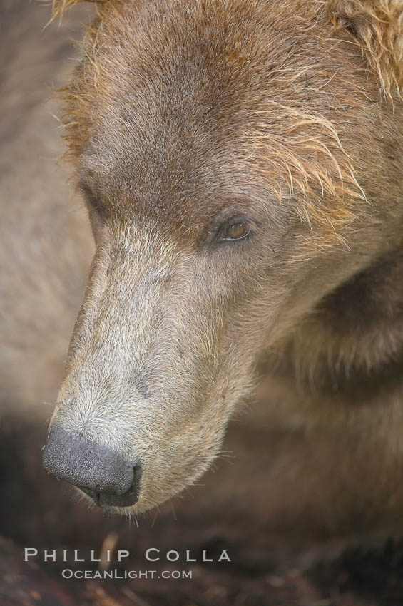 Brown bear muzzle. Brooks River, Katmai National Park, Alaska, USA, Ursus arctos, natural history stock photograph, photo id 17105