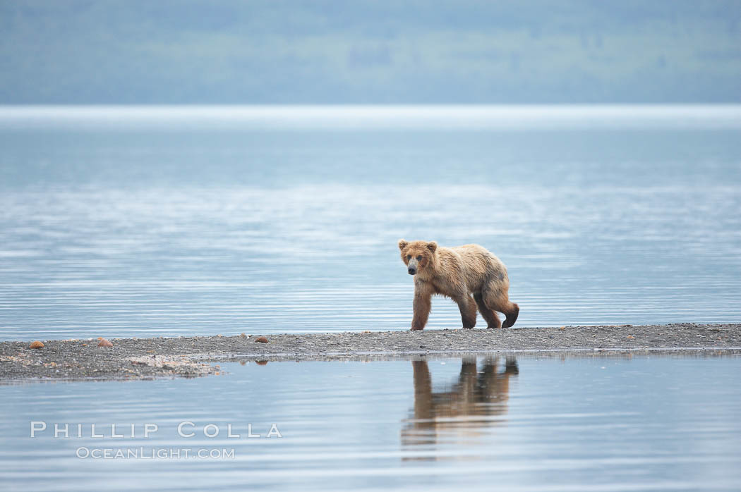 Brown bear walks along a sand spit, Brooks Lake. Brooks River, Katmai National Park, Alaska, USA, Ursus arctos, natural history stock photograph, photo id 17117