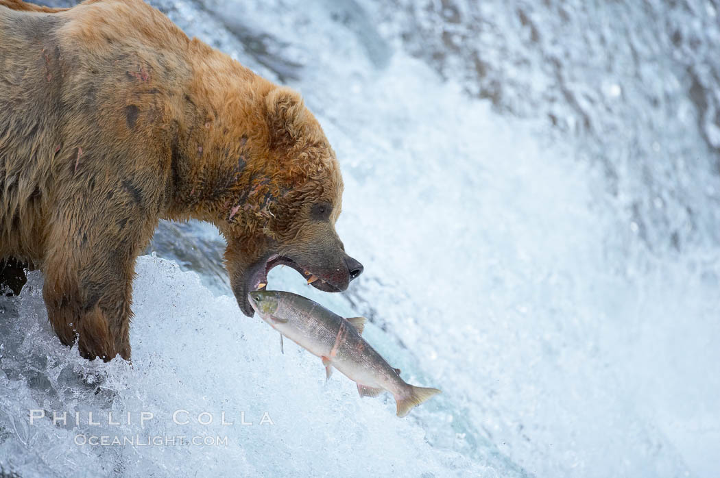 Alaskan brown bear catching a jumping salmon, Brooks Falls. Brooks River, Katmai National Park, USA, Ursus arctos, natural history stock photograph, photo id 17031