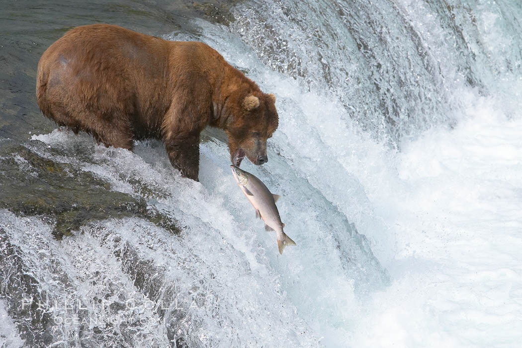 Alaskan brown bear catching a jumping salmon, Brooks Falls. Brooks River, Katmai National Park, USA, Ursus arctos, natural history stock photograph, photo id 17033