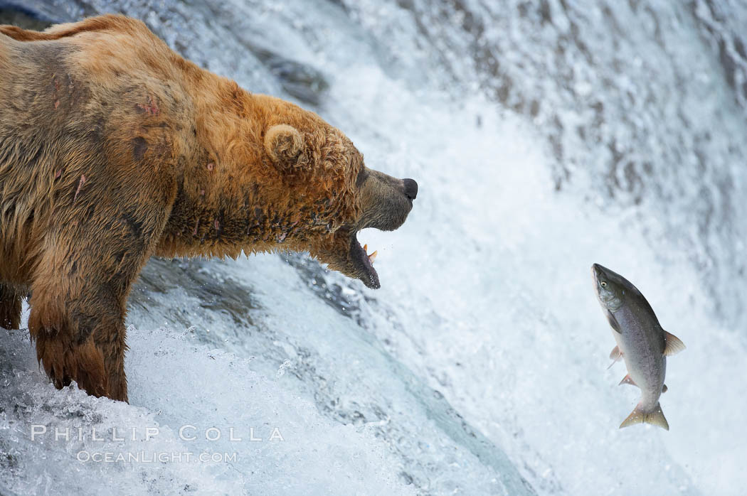 Alaskan brown bear catching a jumping salmon, Brooks Falls. Brooks River, Katmai National Park, USA, Ursus arctos, natural history stock photograph, photo id 17089