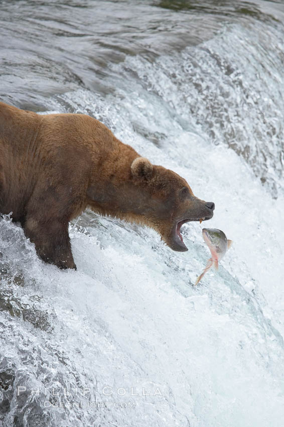 Alaskan brown bear catching a jumping salmon, Brooks Falls. Brooks River, Katmai National Park, USA, Ursus arctos, natural history stock photograph, photo id 17153