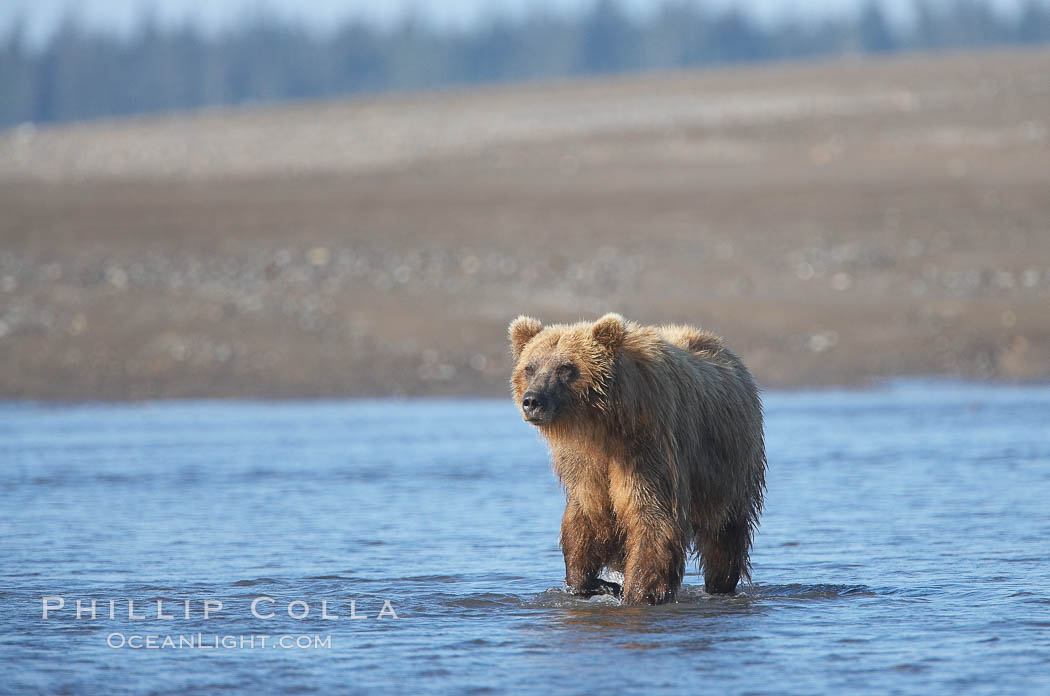 Coastal brown bear forages for razor clams on mud flats at extreme low tide. Silver Salmon Creek, Lake Clark National Park, Alaska, USA, Ursus arctos, natural history stock photograph, photo id 19222