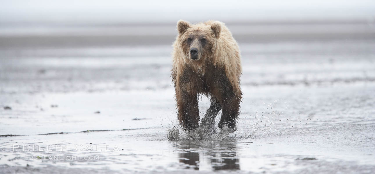 Coastal brown bear forages for razor clams on mud flats at extreme low tide. Lake Clark National Park, Alaska, USA, Ursus arctos, natural history stock photograph, photo id 19226