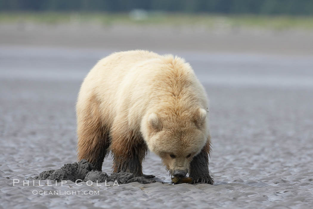 Coastal brown bear forages for razor clams on mud flats at extreme low tide. Lake Clark National Park, Alaska, USA, Ursus arctos, natural history stock photograph, photo id 19230
