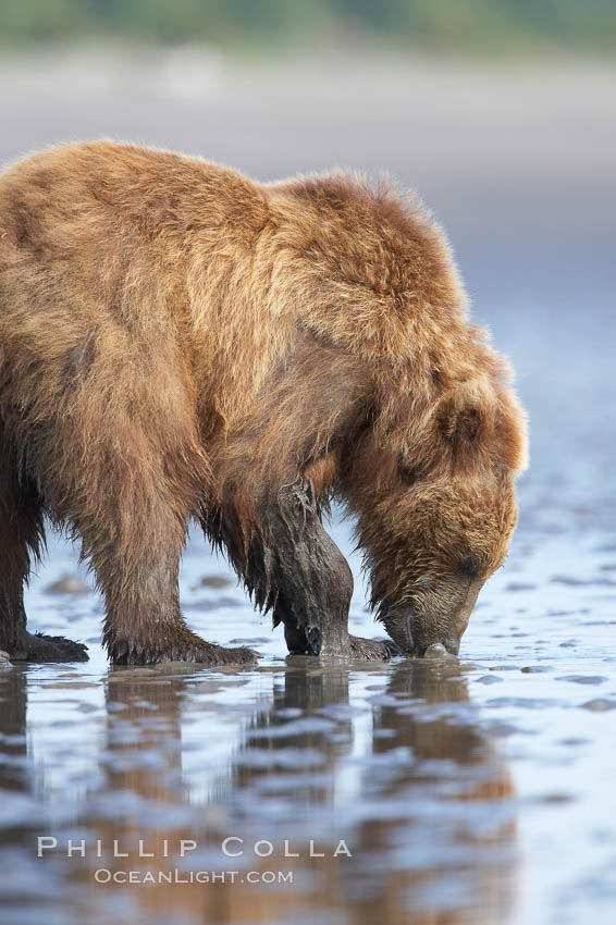 Coastal brown bear forages for razor clams in sand flats at extreme low tide.  Grizzly bear. Lake Clark National Park, Alaska, USA, Ursus arctos, natural history stock photograph, photo id 19254