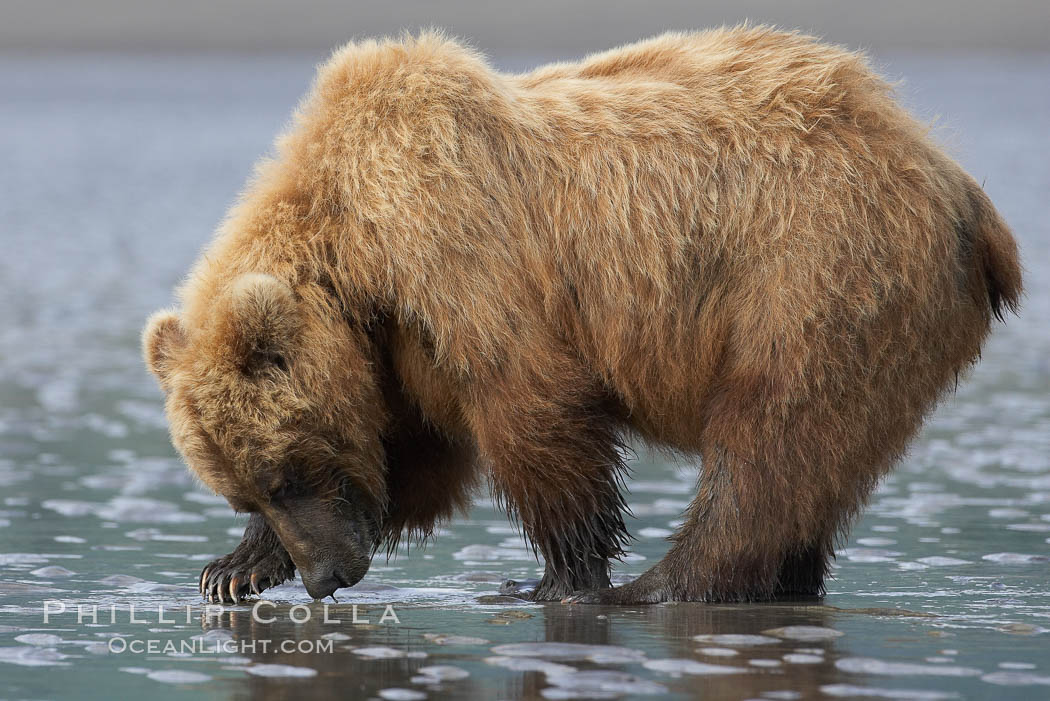 Coastal brown bear forages for razor clams in sand flats at extreme low tide.  Grizzly bear. Lake Clark National Park, Alaska, USA, Ursus arctos, natural history stock photograph, photo id 19140