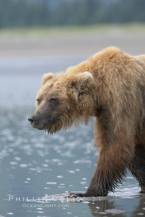 Coastal brown bear forages for razor clams in sand flats at extreme low tide.  Grizzly bear. Lake Clark National Park, Alaska, USA, Ursus arctos, natural history stock photograph, photo id 19152