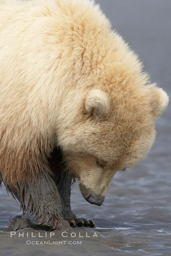 Juvenile female brown bear forages for razor clams in sand flats at extreme low tide.  Grizzly bear. Lake Clark National Park, Alaska, USA, Ursus arctos, natural history stock photograph, photo id 19208