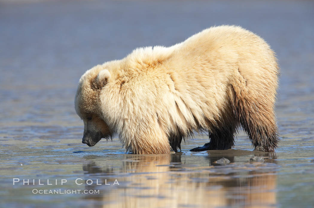 Juvenile female brown bear forages for razor clams in sand flats at extreme low tide.  Grizzly bear. Lake Clark National Park, Alaska, USA, Ursus arctos, natural history stock photograph, photo id 19175
