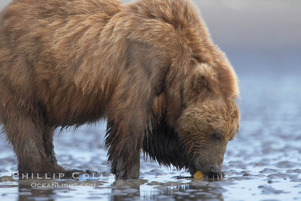 Coastal brown bear forages for razor clams in sand flats at extreme low tide.  Grizzly bear. Lake Clark National Park, Alaska, USA, Ursus arctos, natural history stock photograph, photo id 19207