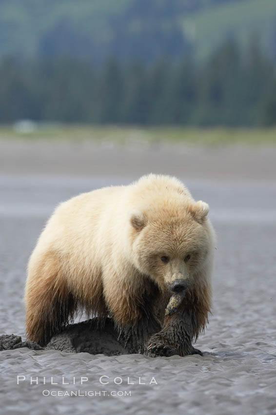 Juvenile female brown bear forages for razor clams in sand flats at extreme low tide.  Grizzly bear. Lake Clark National Park, Alaska, USA, Ursus arctos, natural history stock photograph, photo id 19141