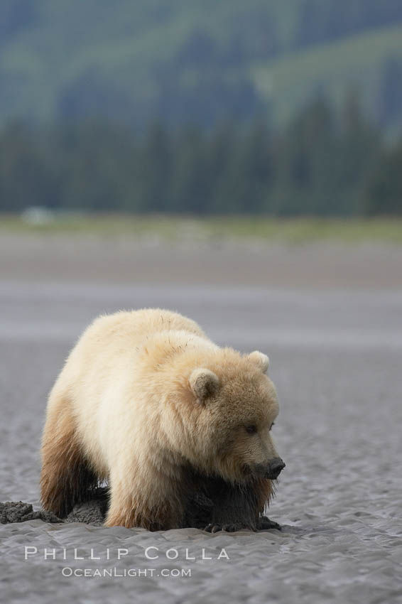 Juvenile female brown bear forages for razor clams in sand flats at extreme low tide.  Grizzly bear. Lake Clark National Park, Alaska, USA, Ursus arctos, natural history stock photograph, photo id 19257