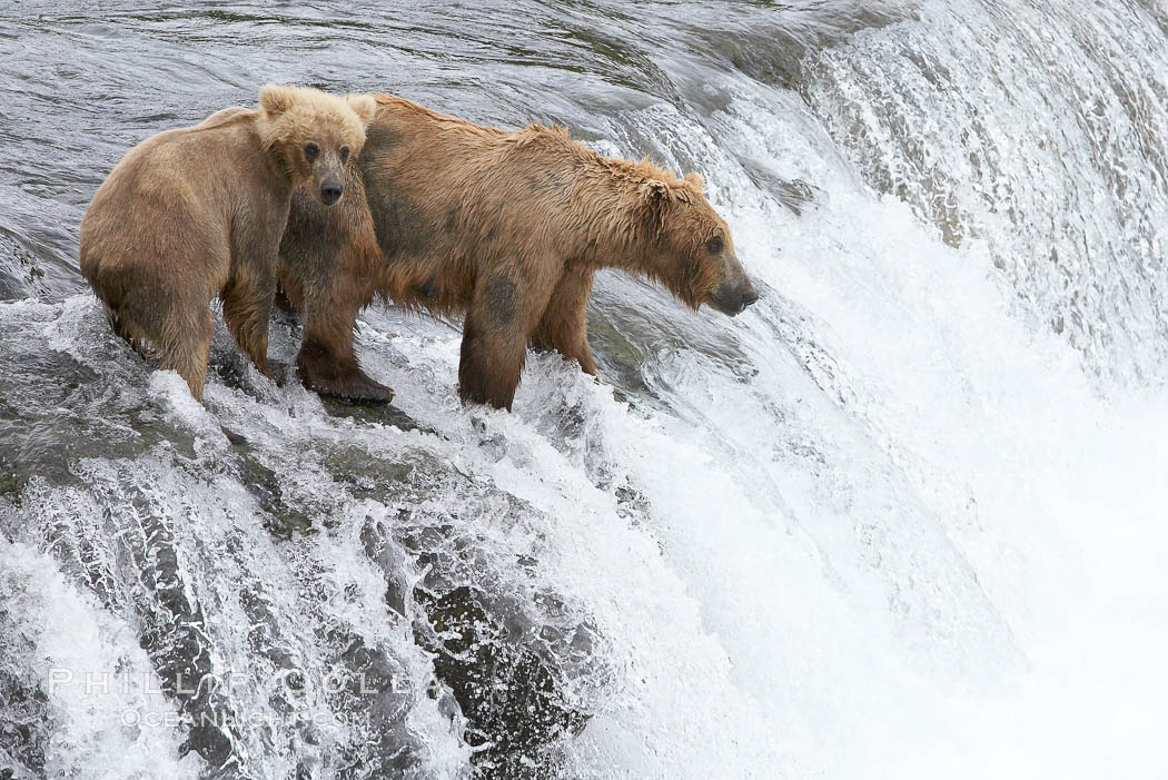Brown bear cub learns to catch salmon by watching its mother, Brooks Falls. Brooks River, Katmai National Park, Alaska, USA, Ursus arctos, natural history stock photograph, photo id 17054