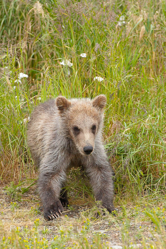 Brown bear cub, a few months old. Brooks River, Katmai National Park, Alaska, USA, Ursus arctos, natural history stock photograph, photo id 17218