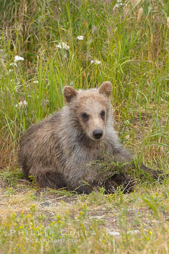Brown bear spring cub, just a few months old. Brooks River, Katmai National Park, Alaska, USA, Ursus arctos, natural history stock photograph, photo id 17270