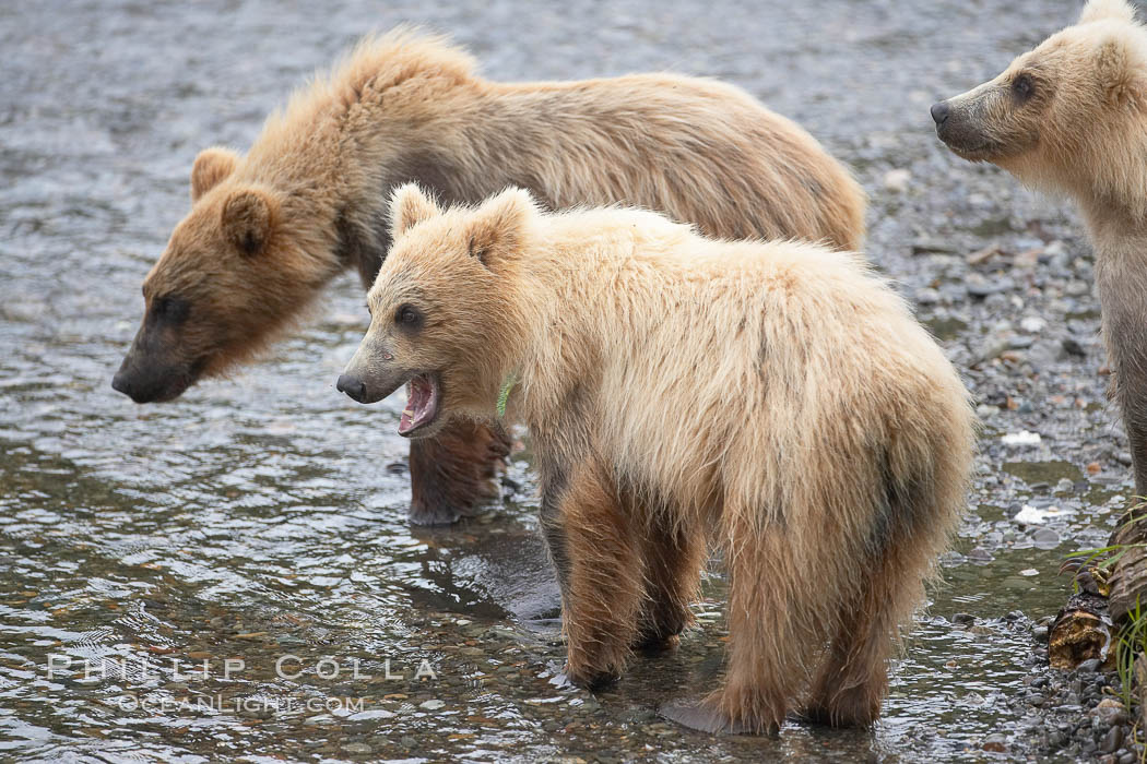 Brown bear spring cubs, just a few months old. Brooks River, Katmai National Park, Alaska, USA, Ursus arctos, natural history stock photograph, photo id 17306