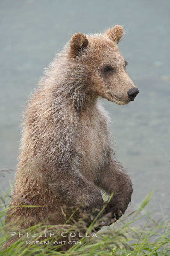 Brown bear cub, a few months old. Brooks River, Katmai National Park, Alaska, USA, Ursus arctos, natural history stock photograph, photo id 17212